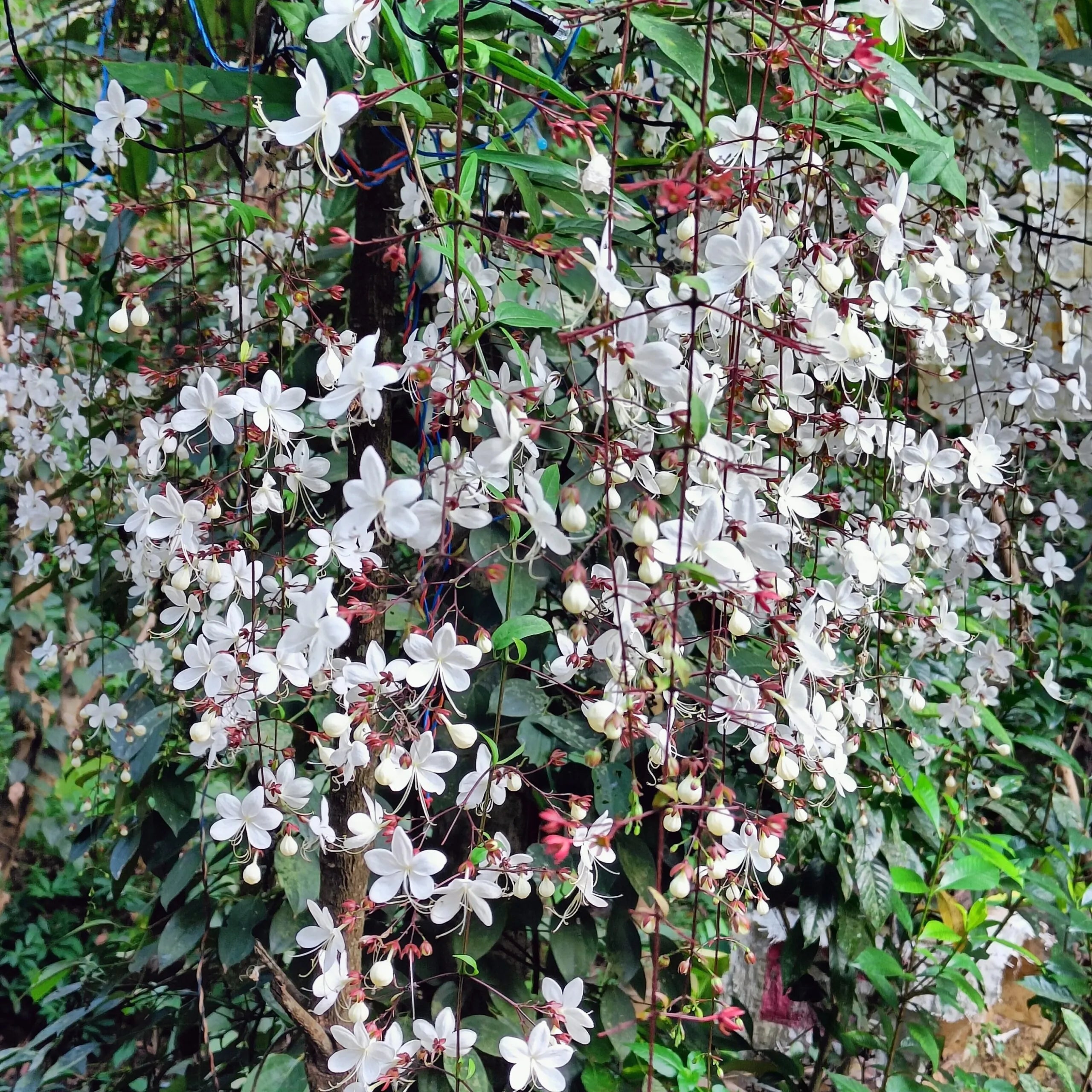 Chains of Glory Flowering Live Plant