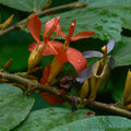 Indian Screw Tree (Helicteres isora) Live Plant