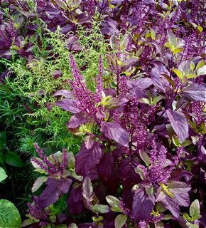 Black Tulsi  Medicinal Live Plant