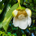 Elephant Apple Tree (Dillenia indica) Live Plant