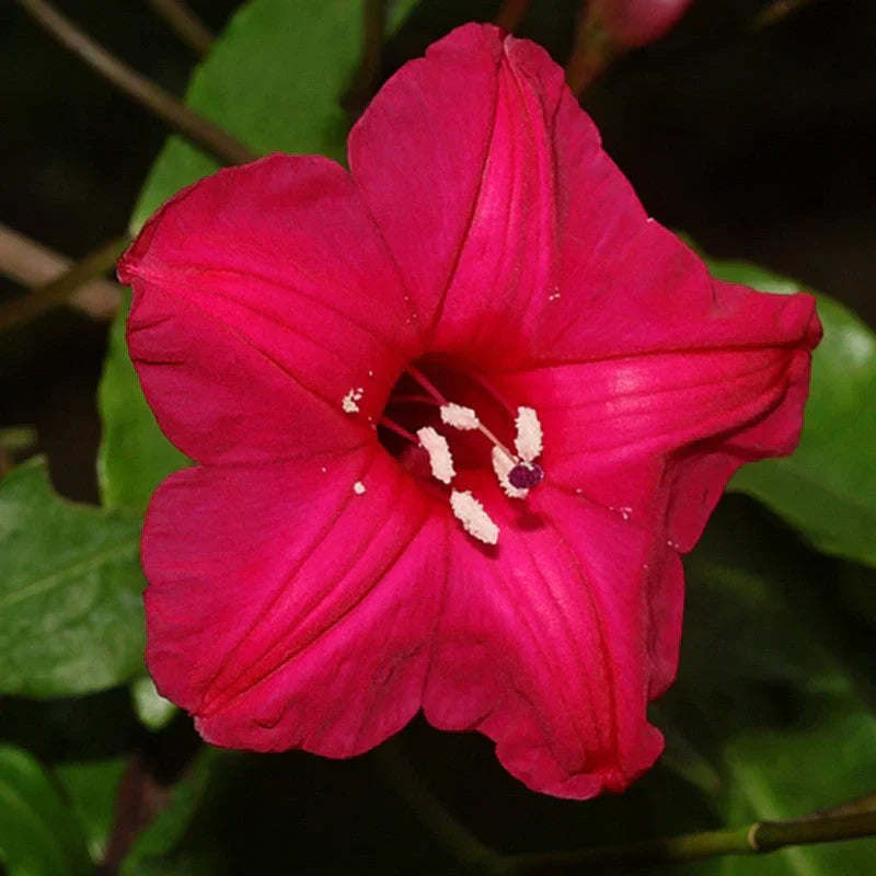Cardinal Creeper (Ipomoea Horsfalliae) Grafted Live Plant