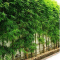 Pencil Bamboo (Bambusa multiplex) Live Plant