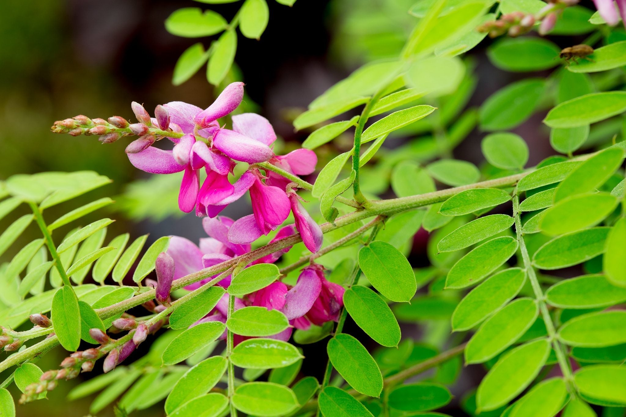 Indigo/ Neela Amari (Indigofera tinctoria) Live Plant