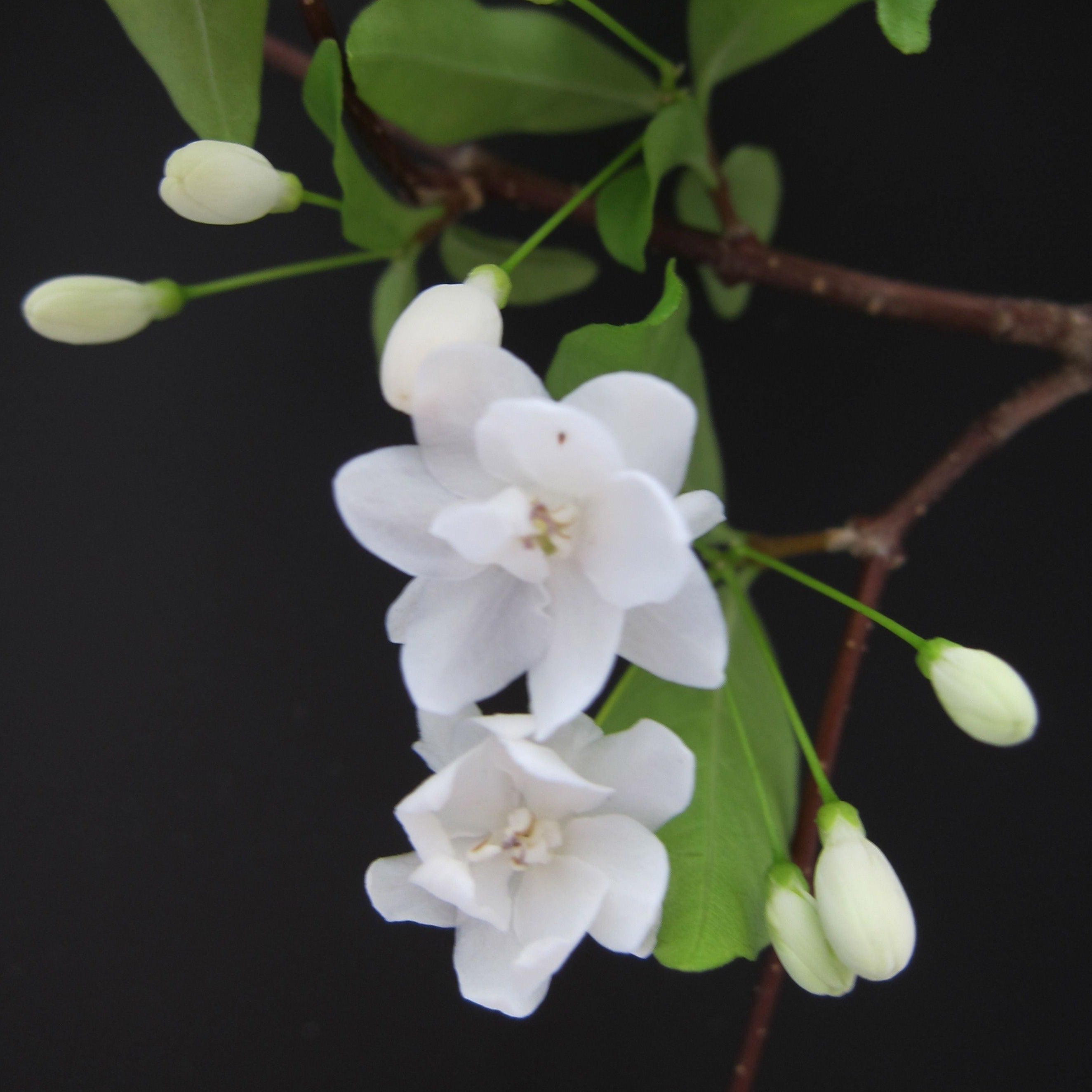 Water Jasmine Double Petal Highly Fragrant Flowering Rare Live Plant - Variegated Leaves