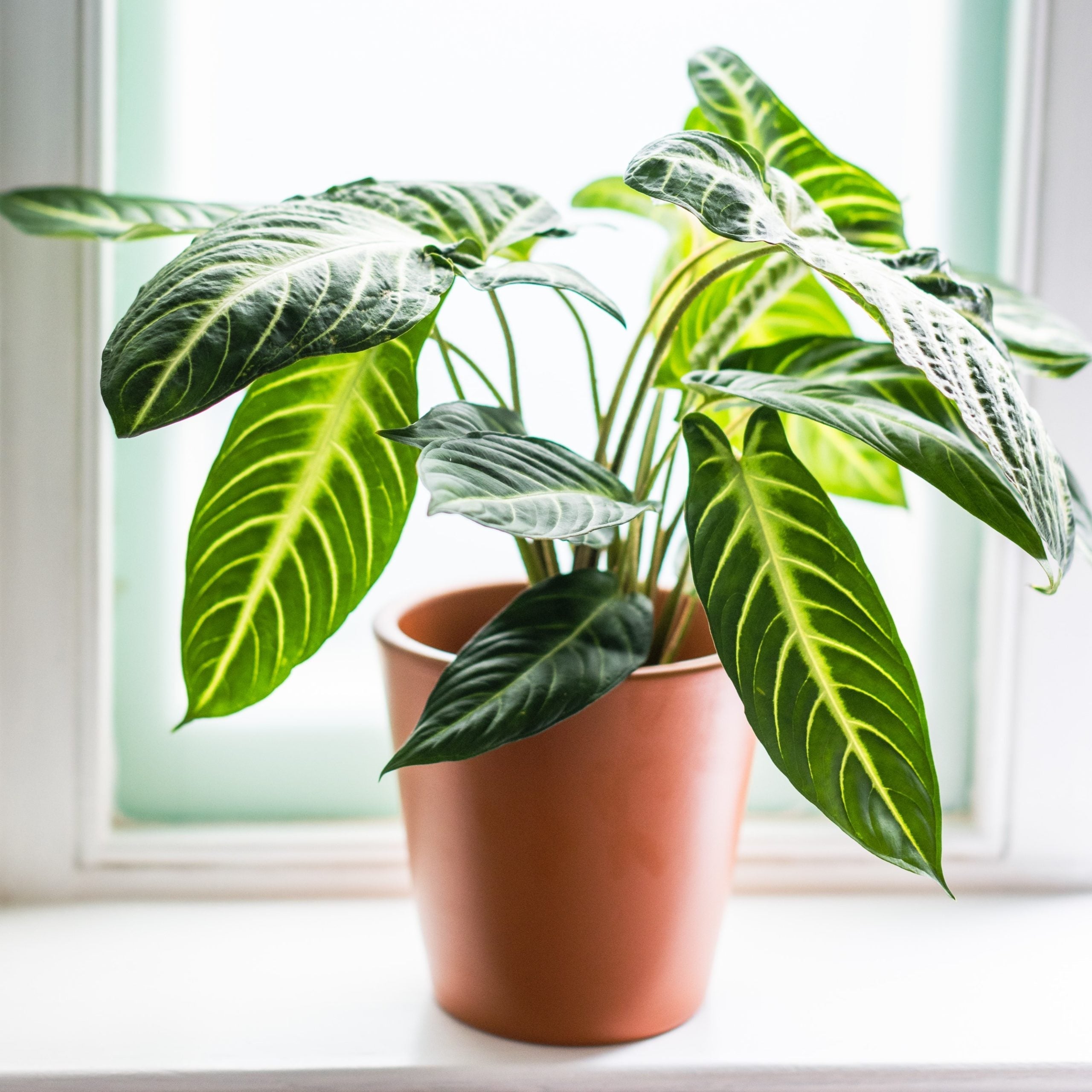 Caladium Lindenii (Angel Wings) Indoor Live Plant