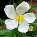 White Melastoma  Flowering Live Plant