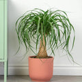 Ponytail (Nolina) Palm Ornamental Live Plant