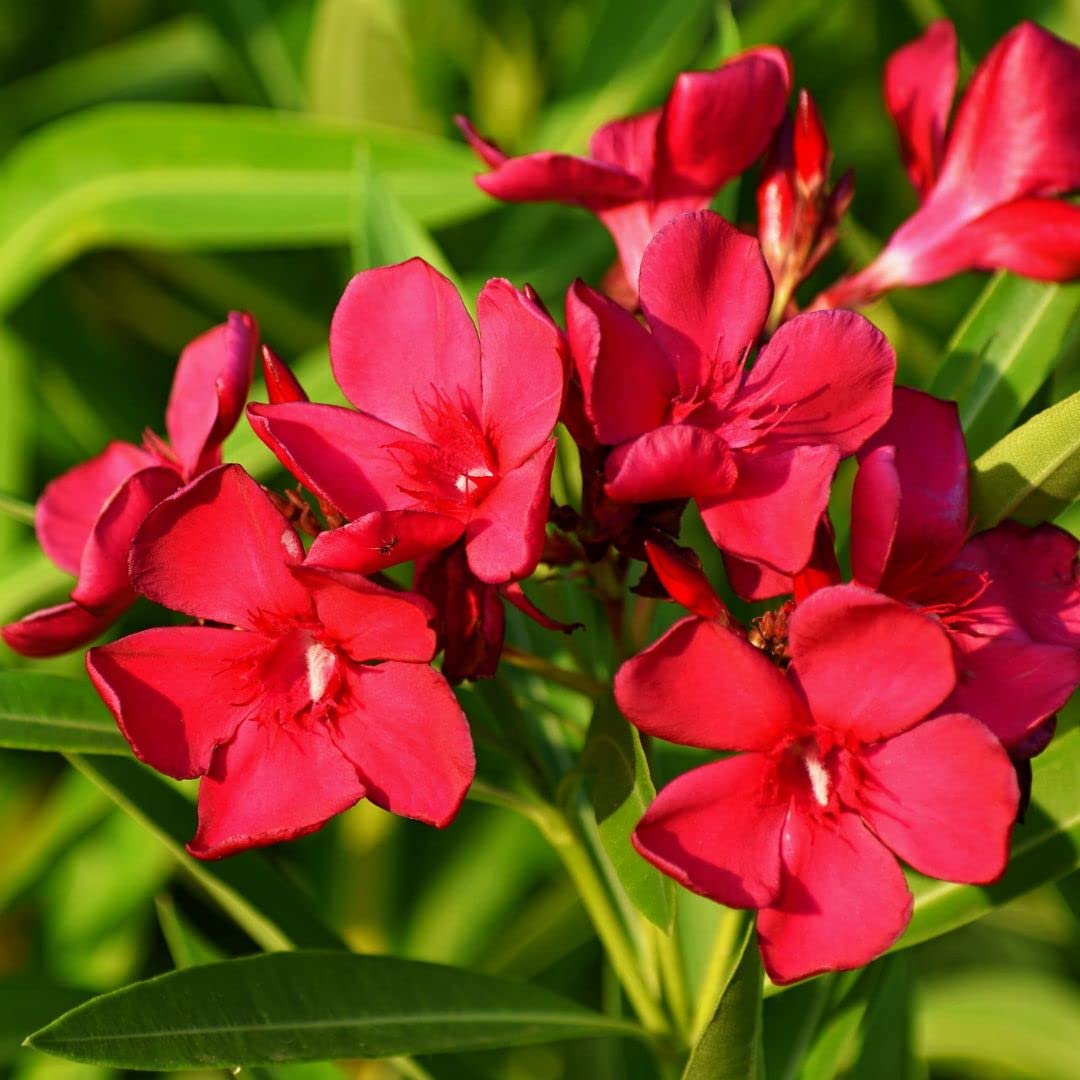 Arali Red Single Petal (Nerium oleander) All Time Flowering Live Plant