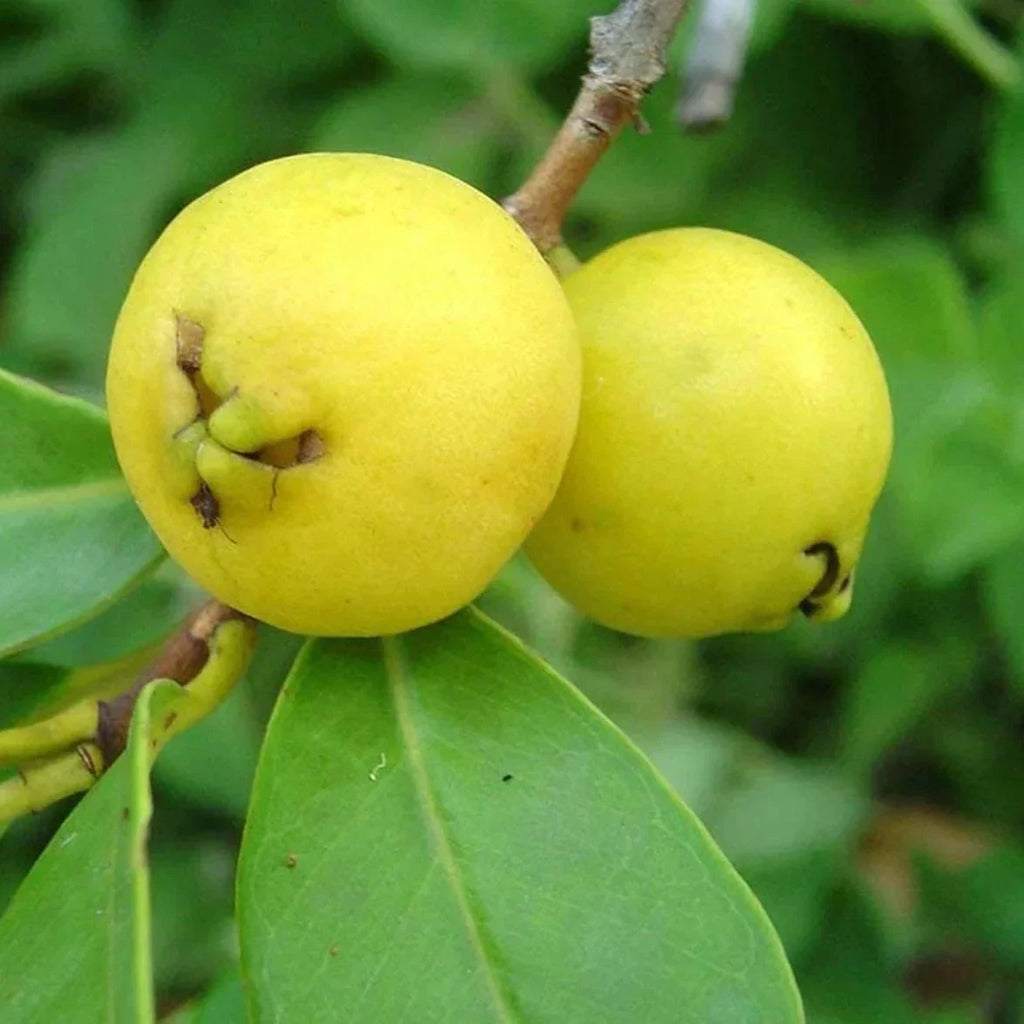 Yellow Strawberry Guava Live Plant (Psidium Cattleianum)