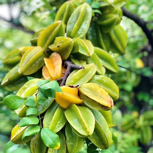 Sweet Vareity Star Fruit / Carambola Grafted Live Plant (Averrhoa Carambola)