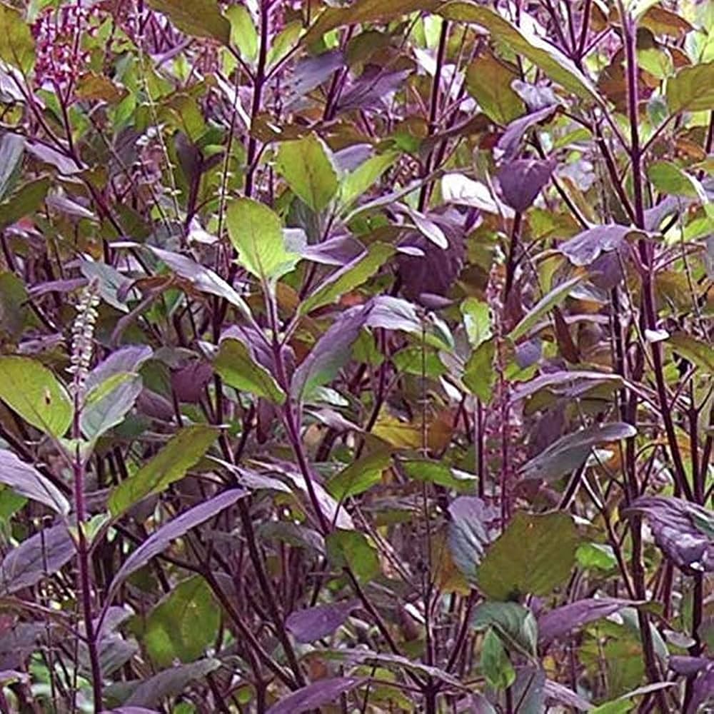 Black Tulsi  Medicinal Live Plant
