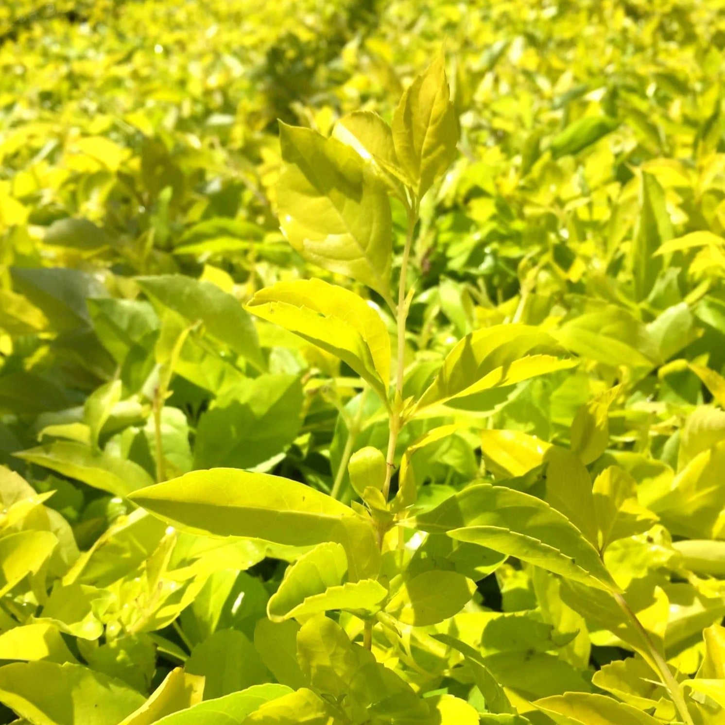 Duranta Erecta Purple Flower with Yellow (Gold Mound) Leaves Ornamental Live Plant