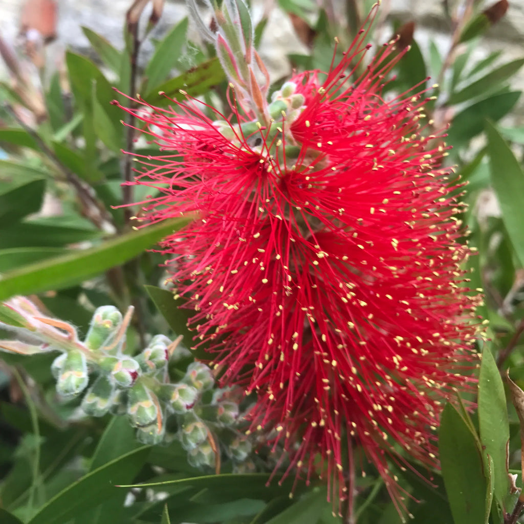Bottle Brush Red (Callistemon) All Time Flowering Live Plant
