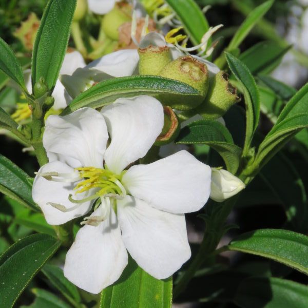 White Melastoma  Flowering Live Plant
