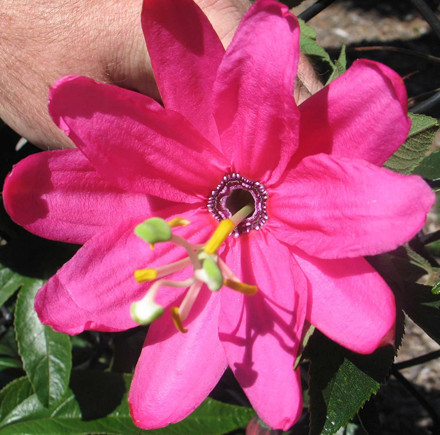 Banana Passion Fruit (Passiflora Tripartita Mollissima) Live Plant