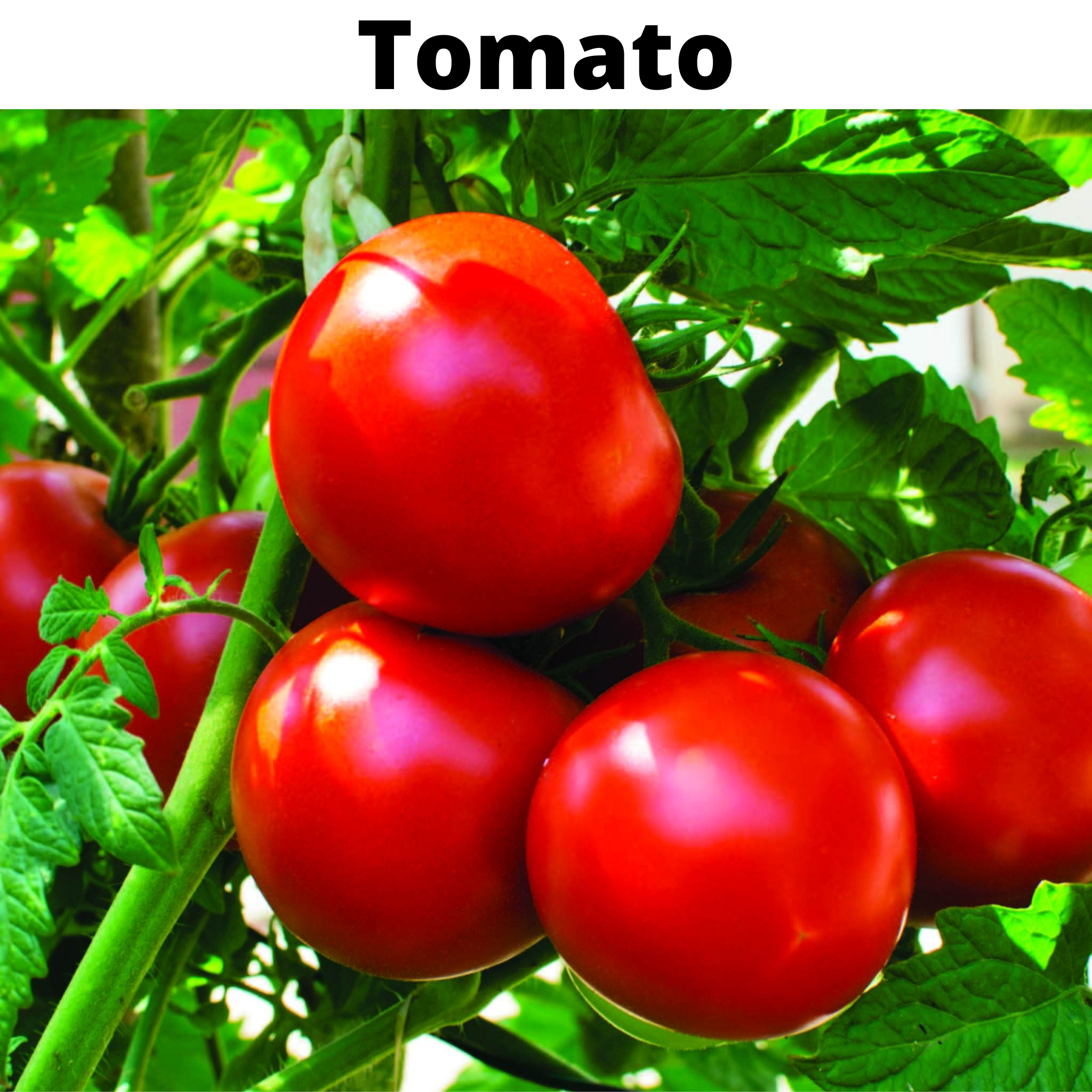 Top Selling Seeds Bundle
