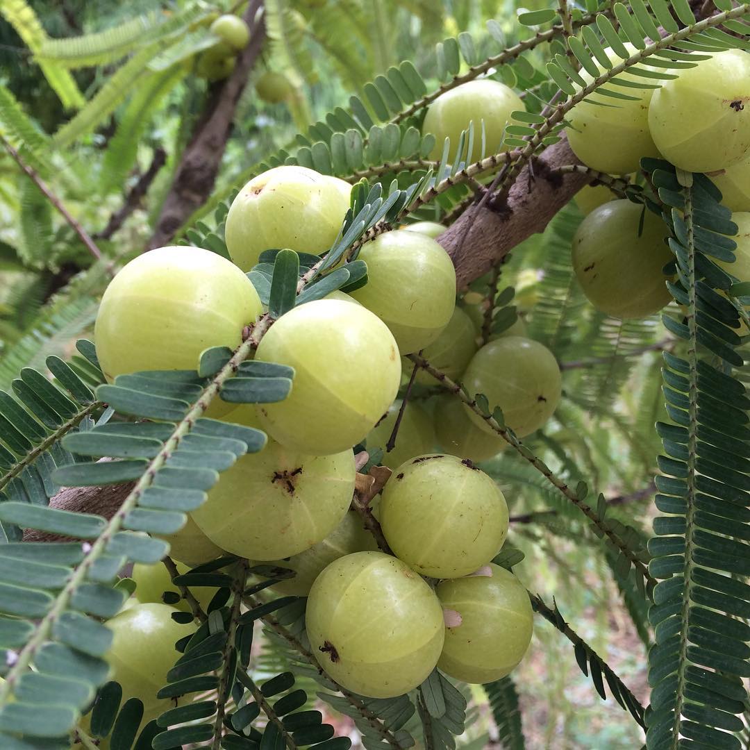 Indian Gooseberry Grafted Live Plant (Phyllanthus emblica)