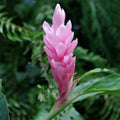 Alpinia Ginger Pink Flowering Live Plant