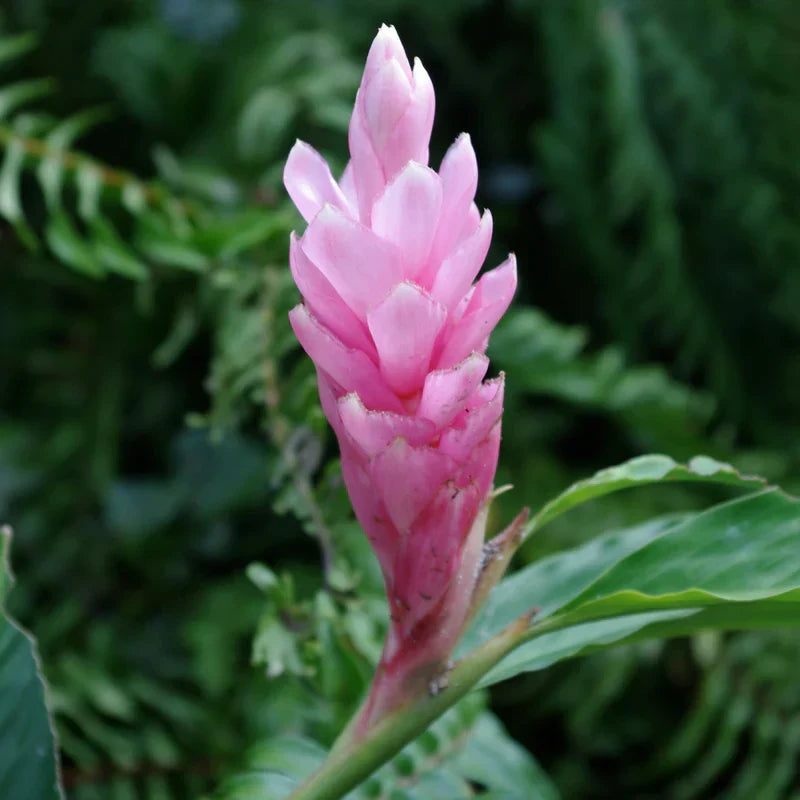 Alpinia Ginger Red, Pink and White Combo Flowering Live Plant