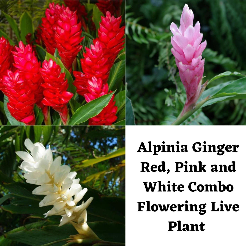 Alpinia Ginger Red, Pink and White Combo Flowering Live Plant