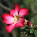 Adenium Seeds (Desert Rose) - Open Pollinated