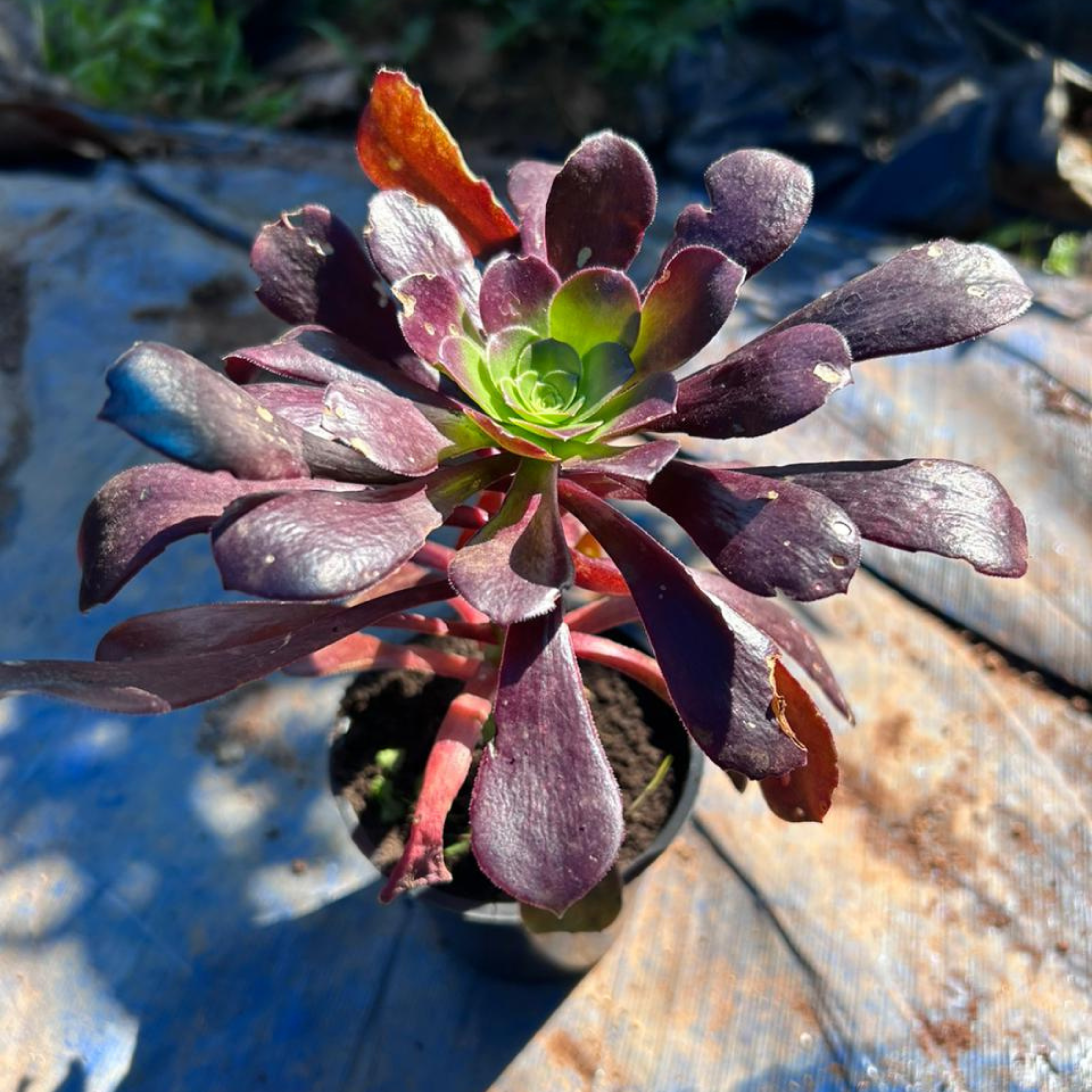 Aeonium Black Succulent Live Plant