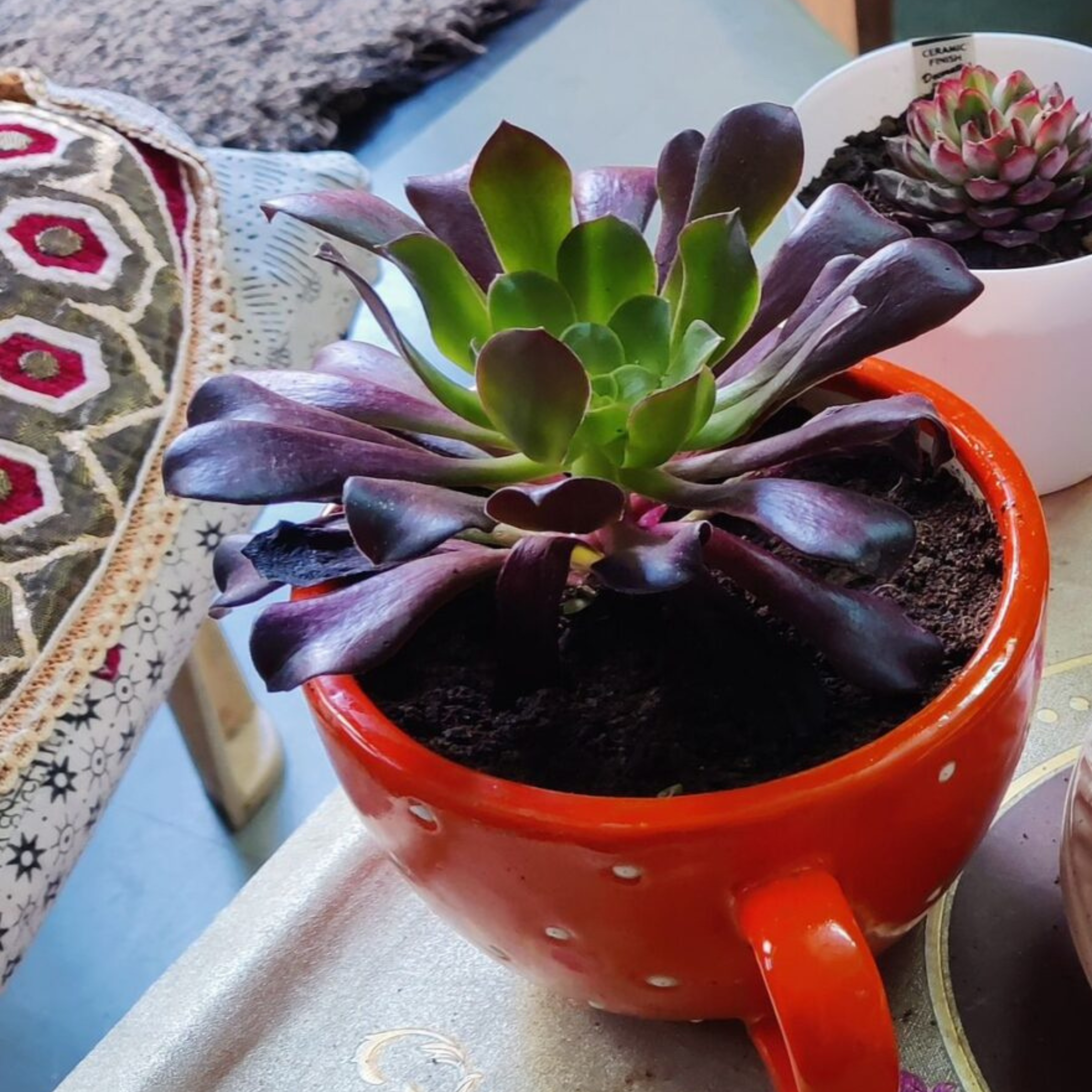 Aeonium Black Succulent Live Plant