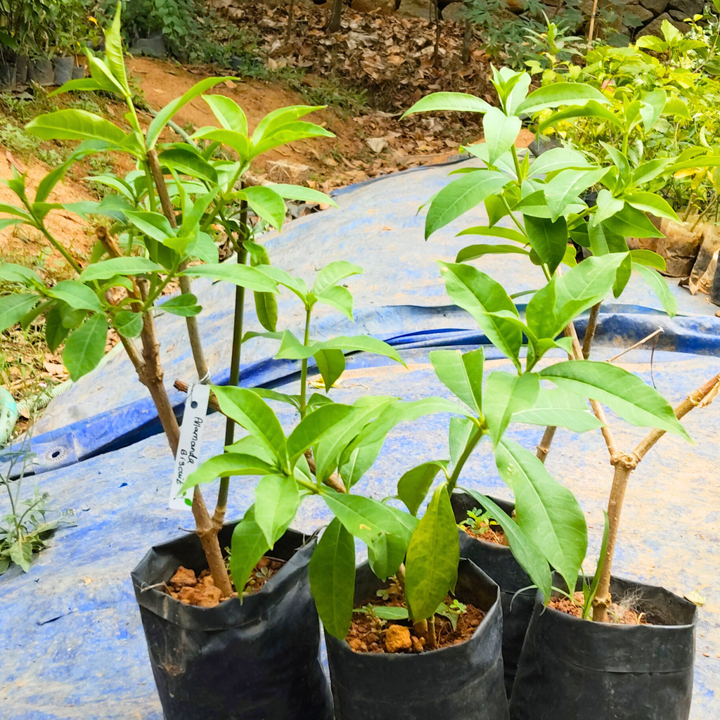 Allamanda Biscuit All Time Flowering Live Plant