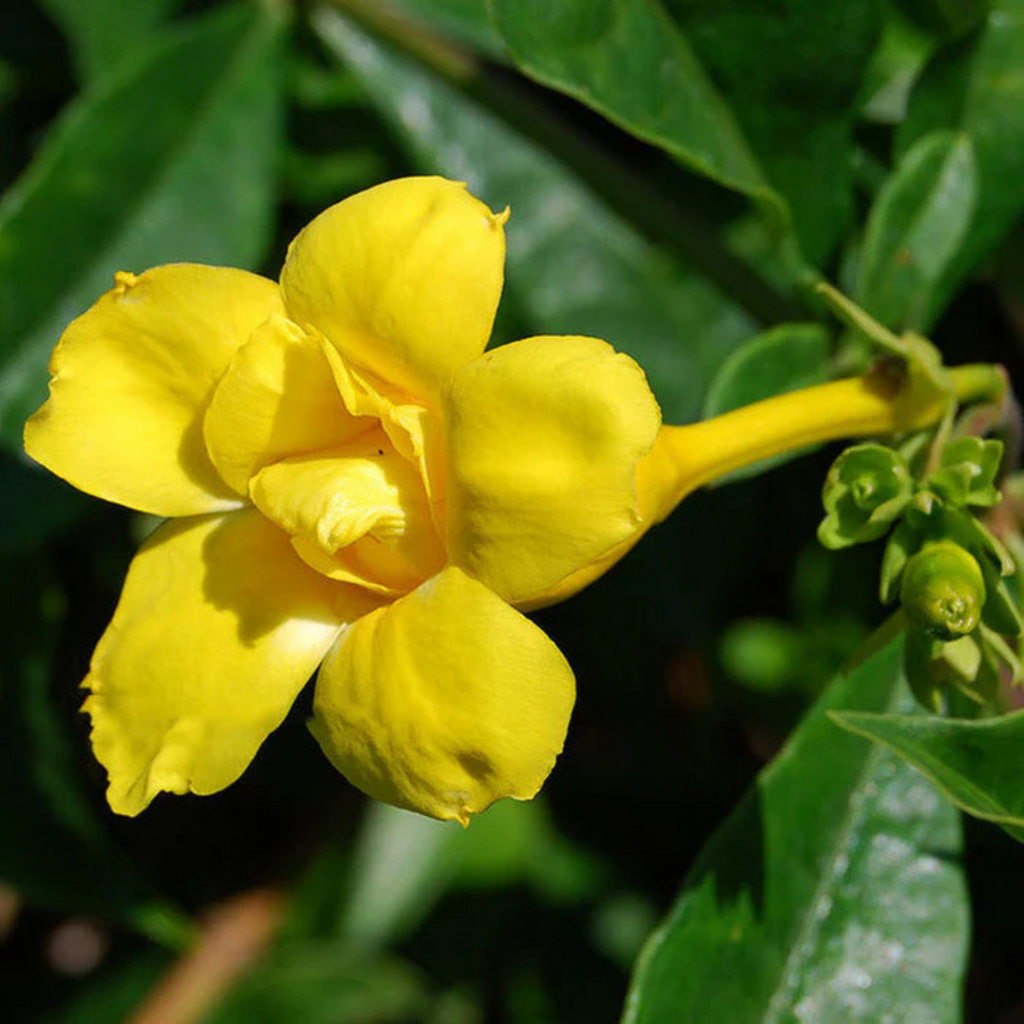 Allamanda Flowering Plants Combo