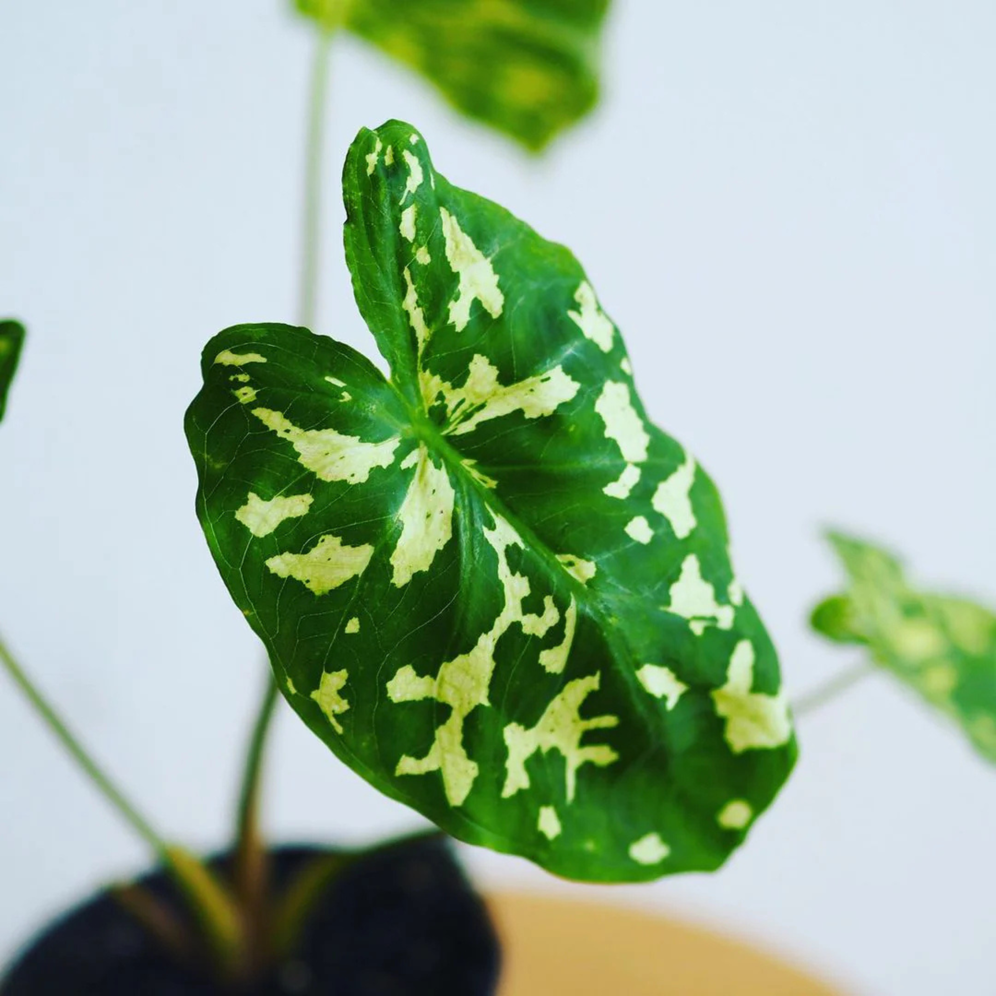 Alocasia Hilo Beauty (Caladium praetermissum) Indoor / Outdoor Live Plant