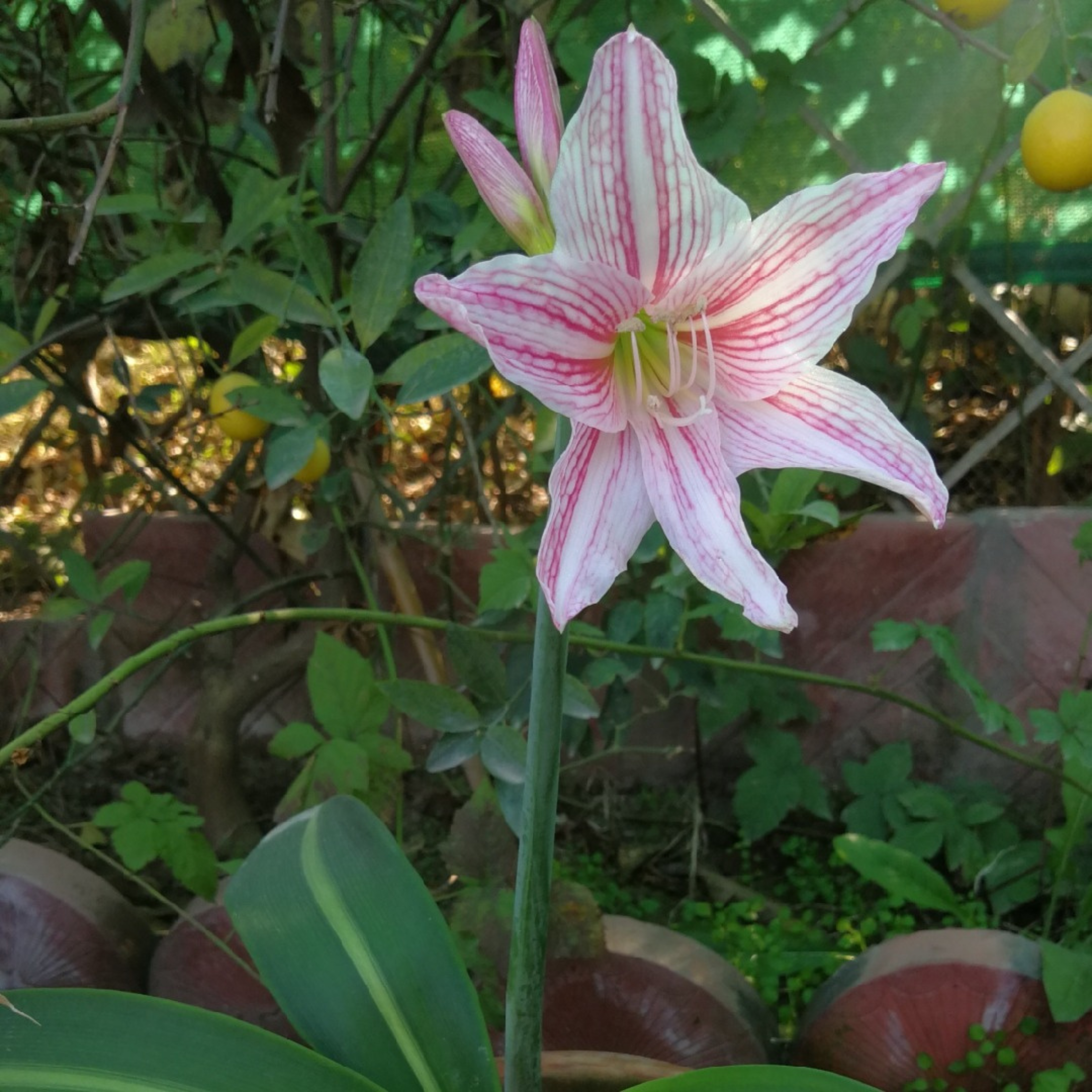 Amaryllis Pink (Hippeastrum reticulatum) Flowering Live Plant