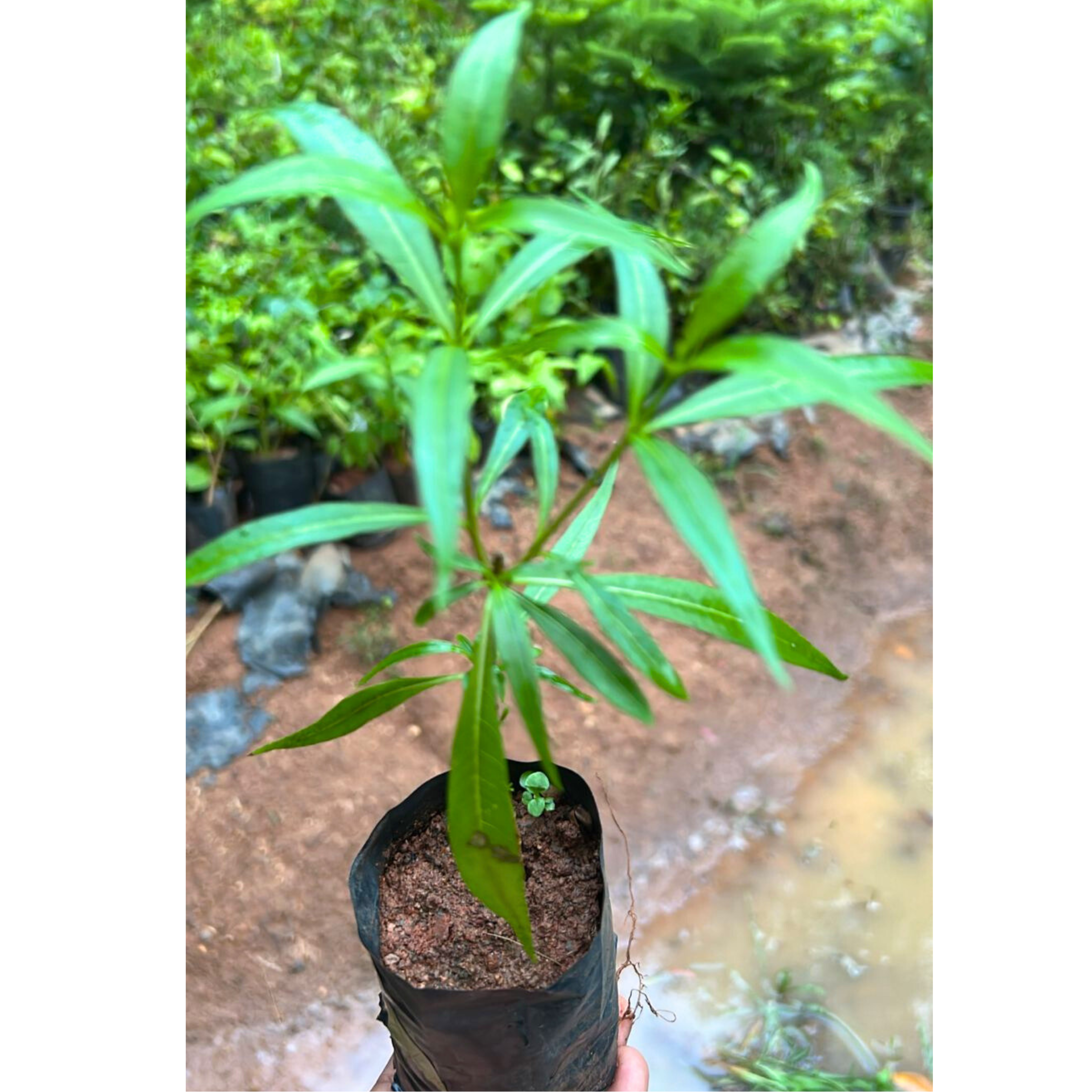 Analivegam (Alstonia venenata) Medicinal Live Plant