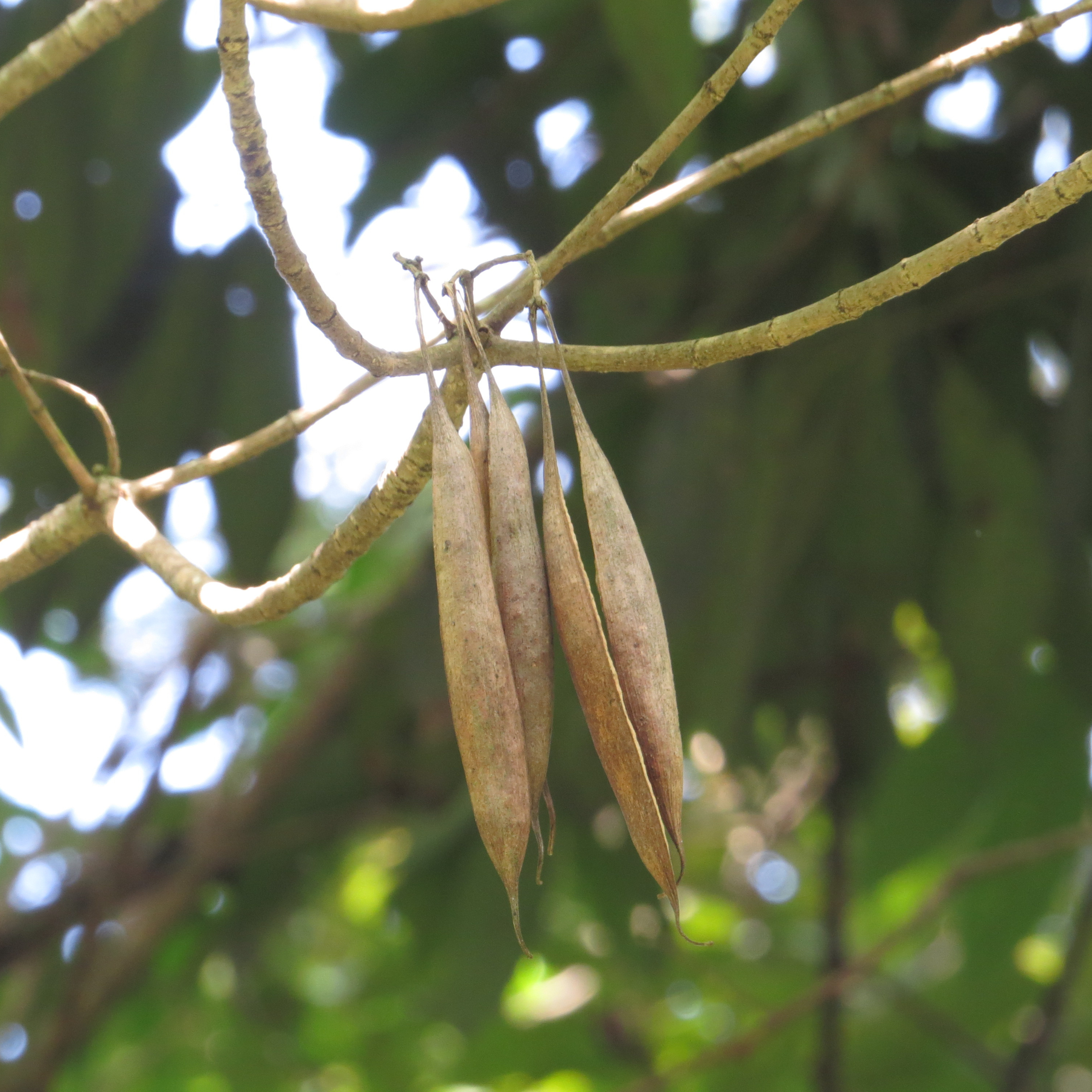 Analivegam (Alstonia venenata) Medicinal Live Plant