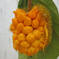 Monkey Jack (Ayanichakka) Grafted Fruit Live Plant