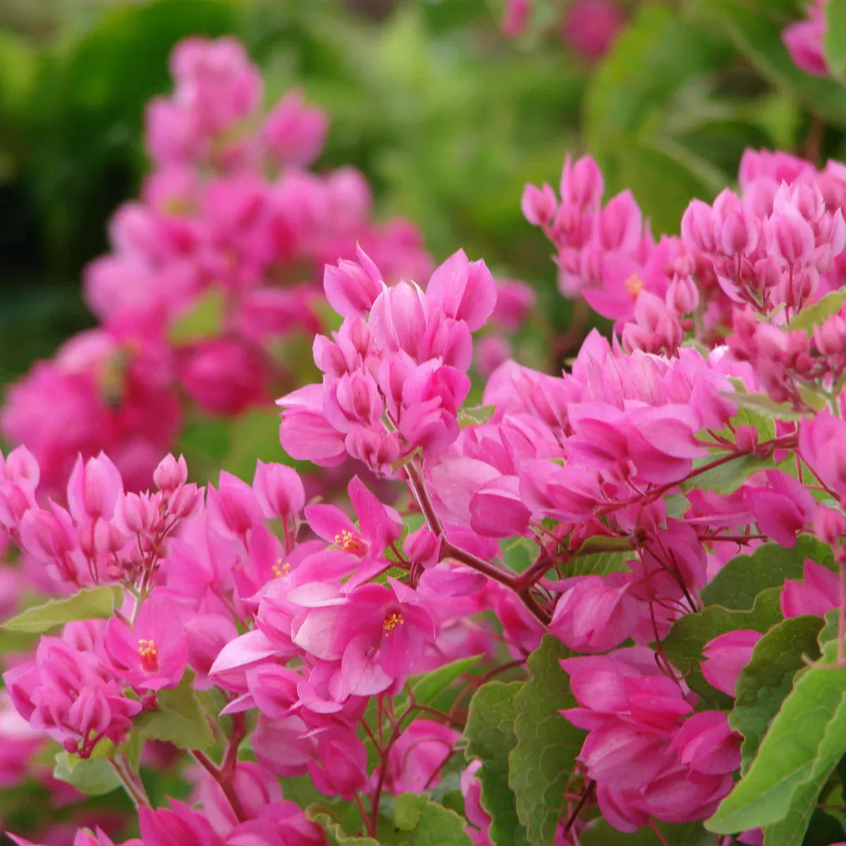 Coral Vine Mexican creeper (Antigonon leptopus) Flowering Live Plant
