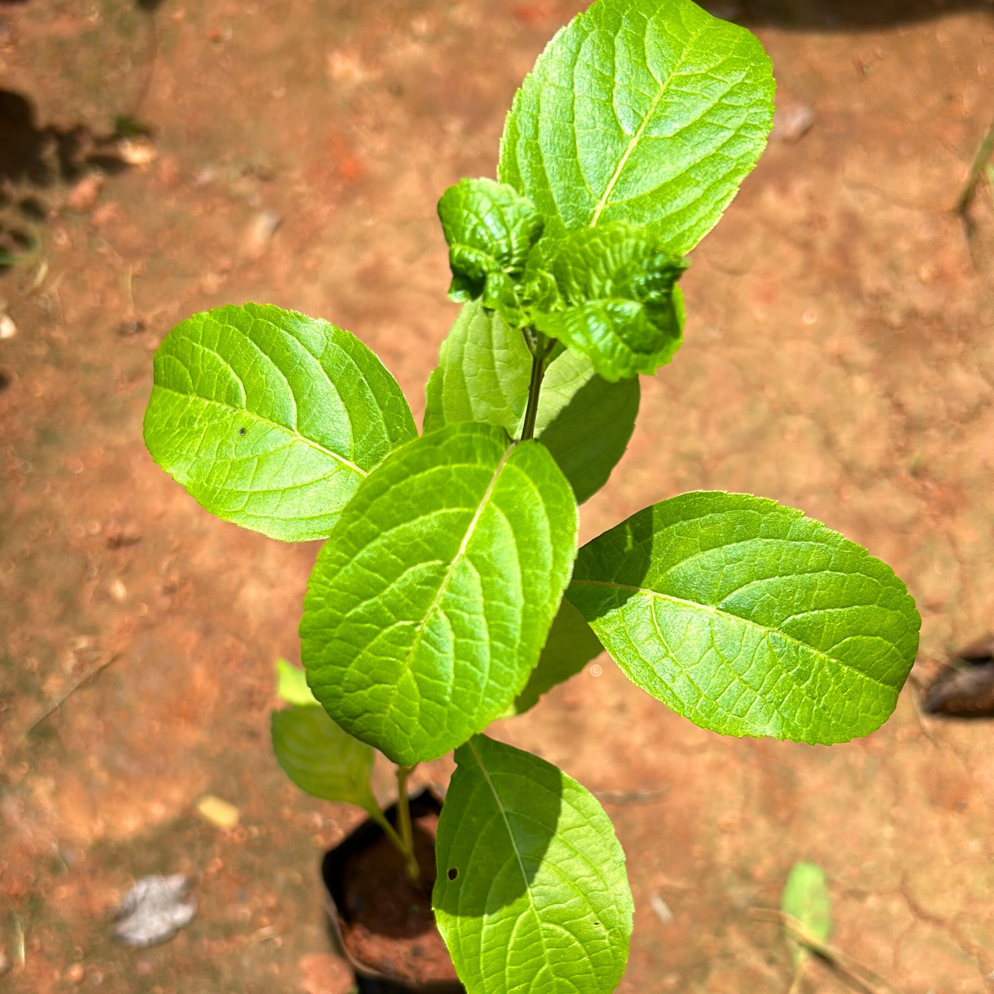 Ayamothaka Tulsi (Holy Basil) Medicinal Live Plant