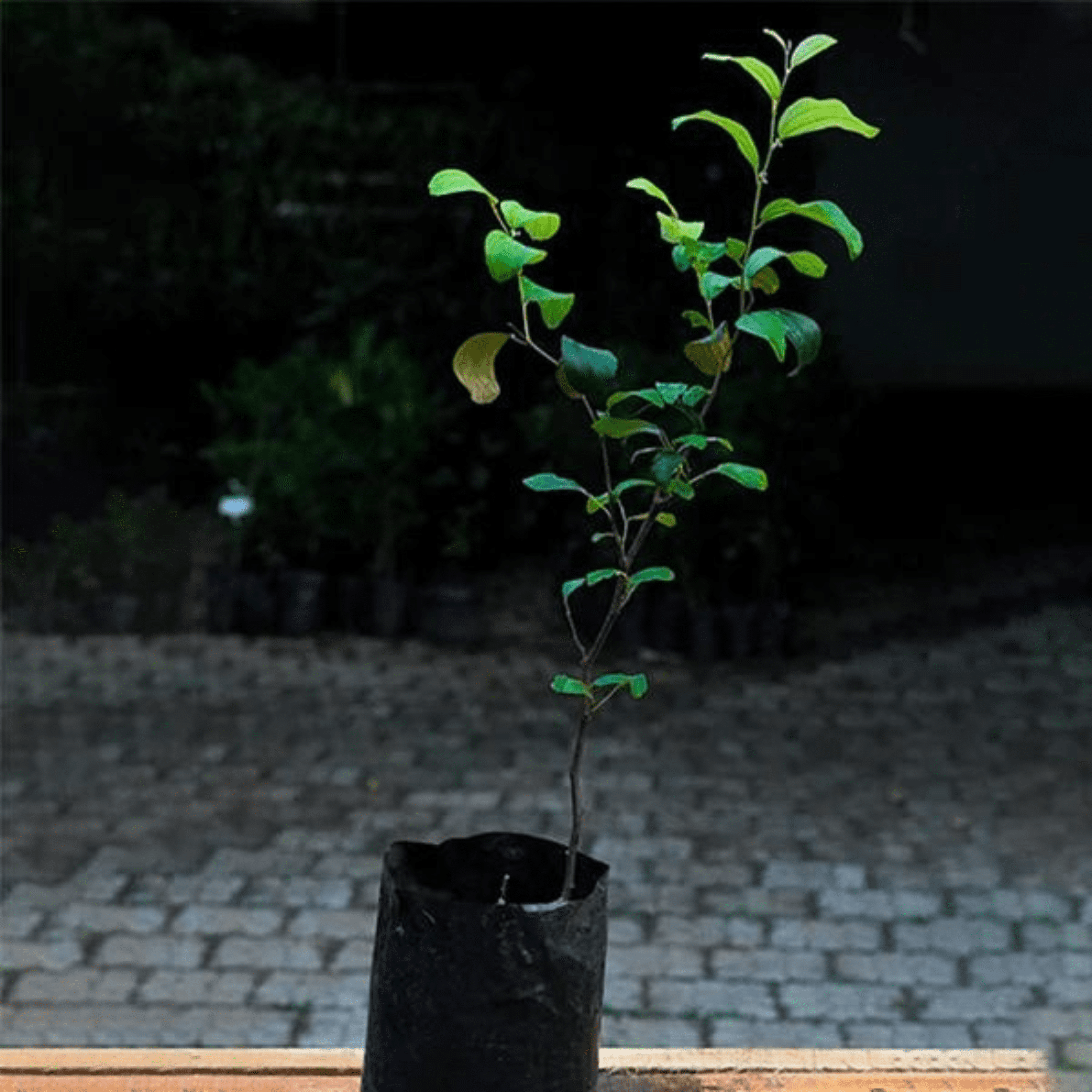 Ber Apple Green Live Plant (Ziziphus Mauritiana)