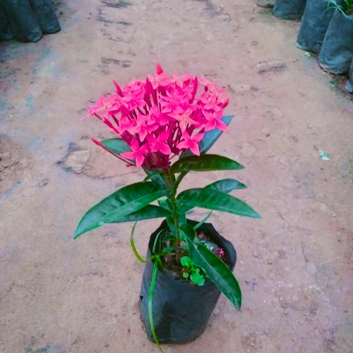 Bhadrakali Thetti (Ixora coccinea) All Time Flowering Live Plant