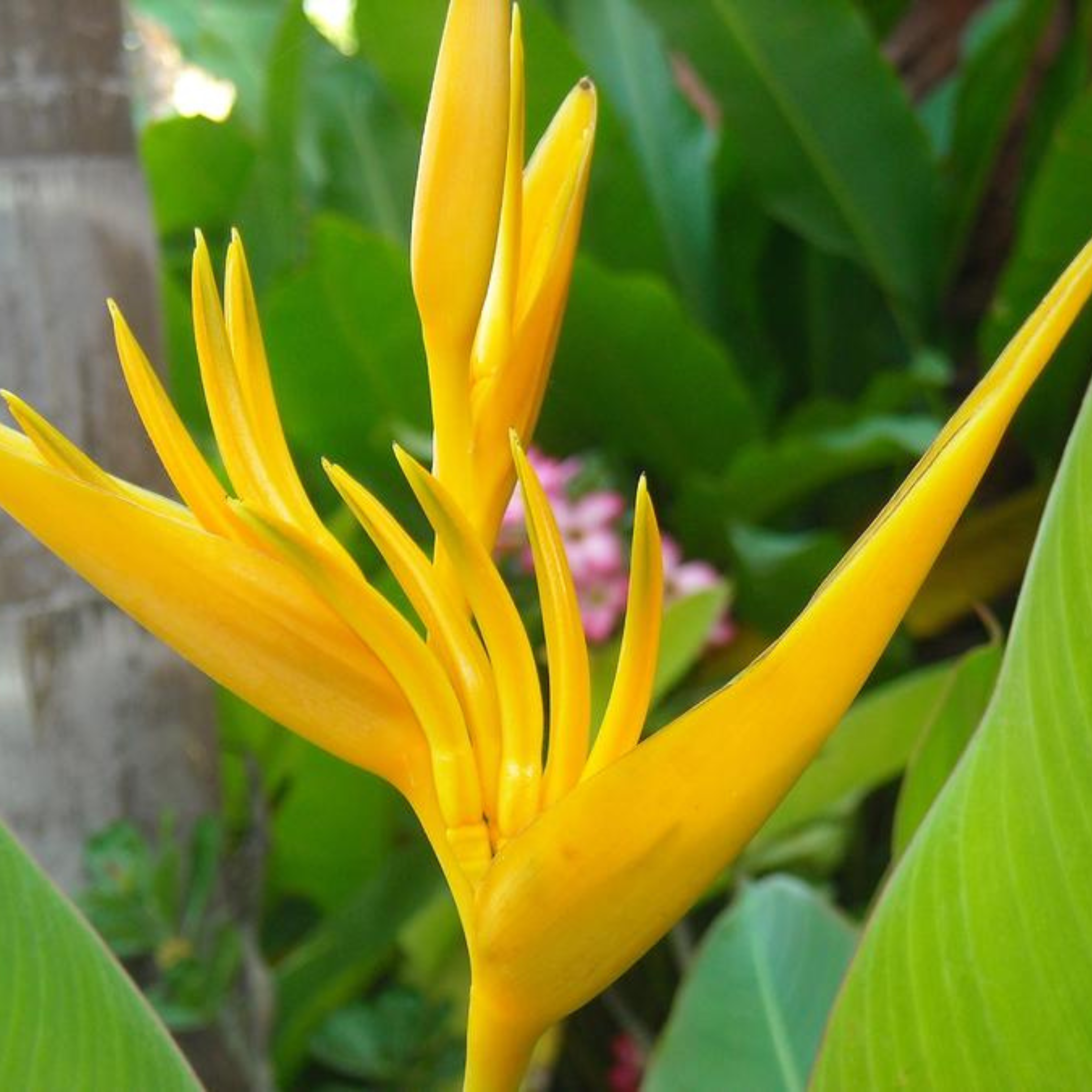 Bird of Paradise Yellow (Caesalpinia gilliesii) Rare Flowering Live Plant
