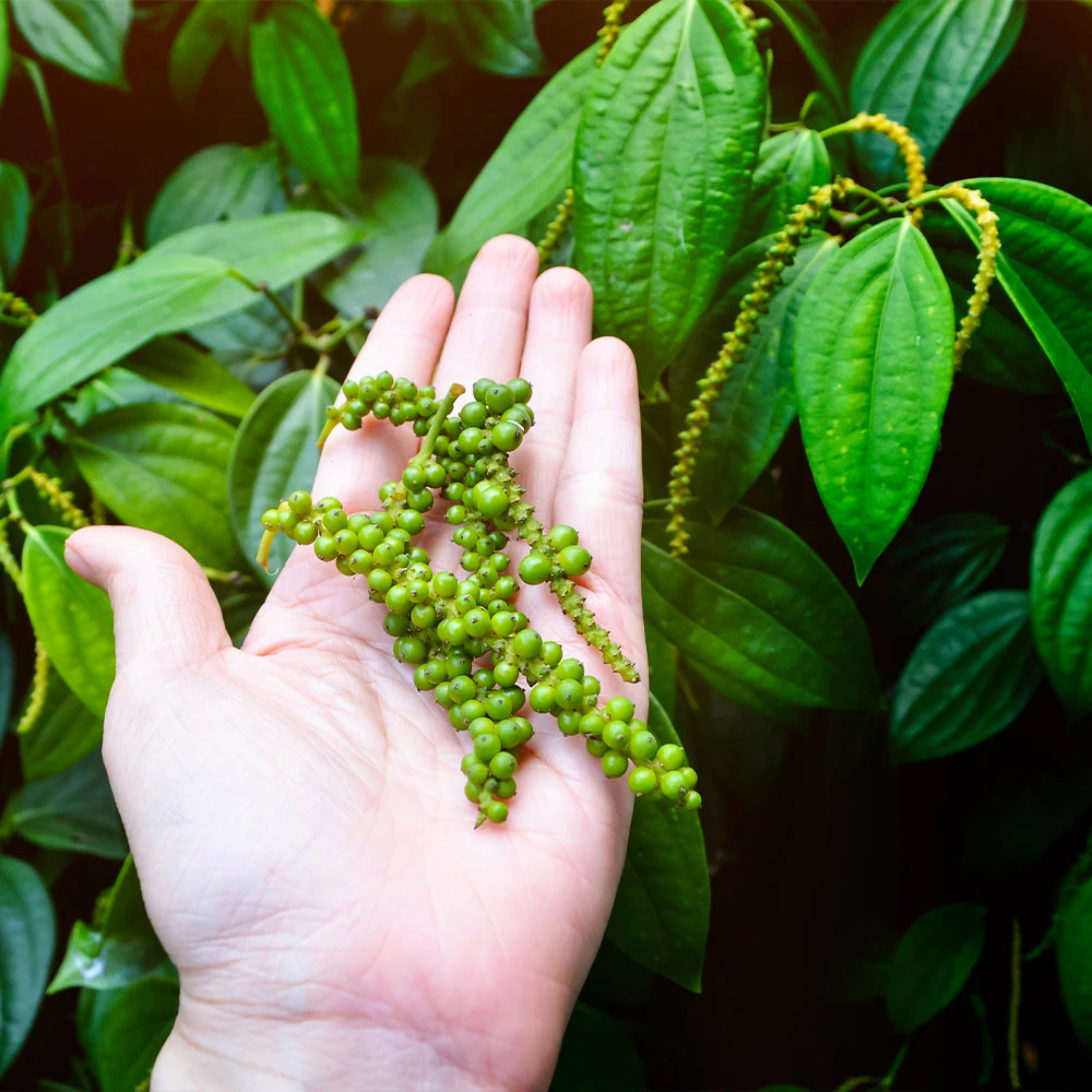 Black Pepper Vine (kurumulaku) Live Plant