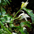 Randia Formosa Rare highly fragrant All Time Flowering Live Plant