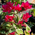 Bougainvillea Red (Paper Flower) Variegated Leaves Flowering Live Plant