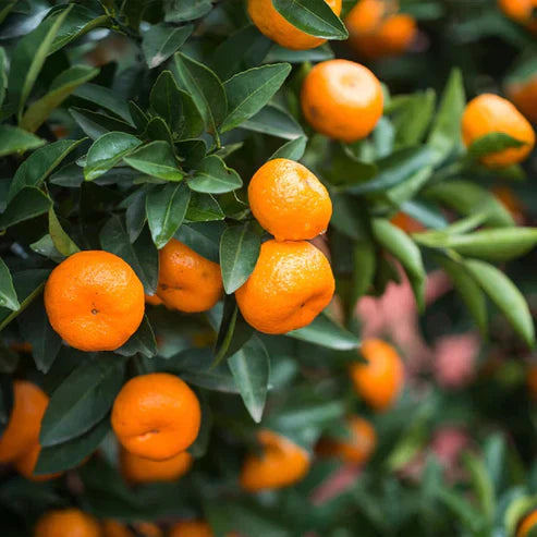 Bush Orange Grafted Live plant