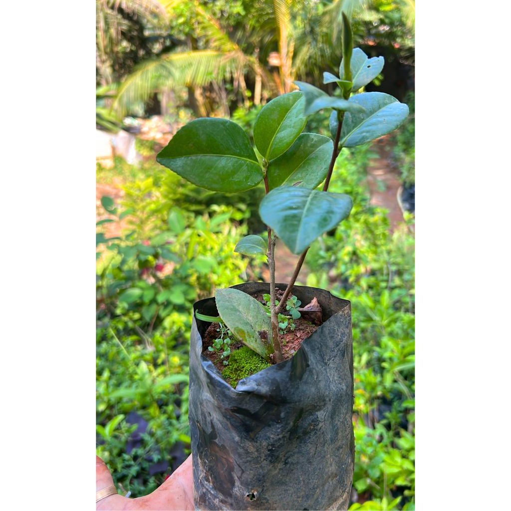 Camellia Pink (Tree Rose) Rare All Time Flowering Live Plant