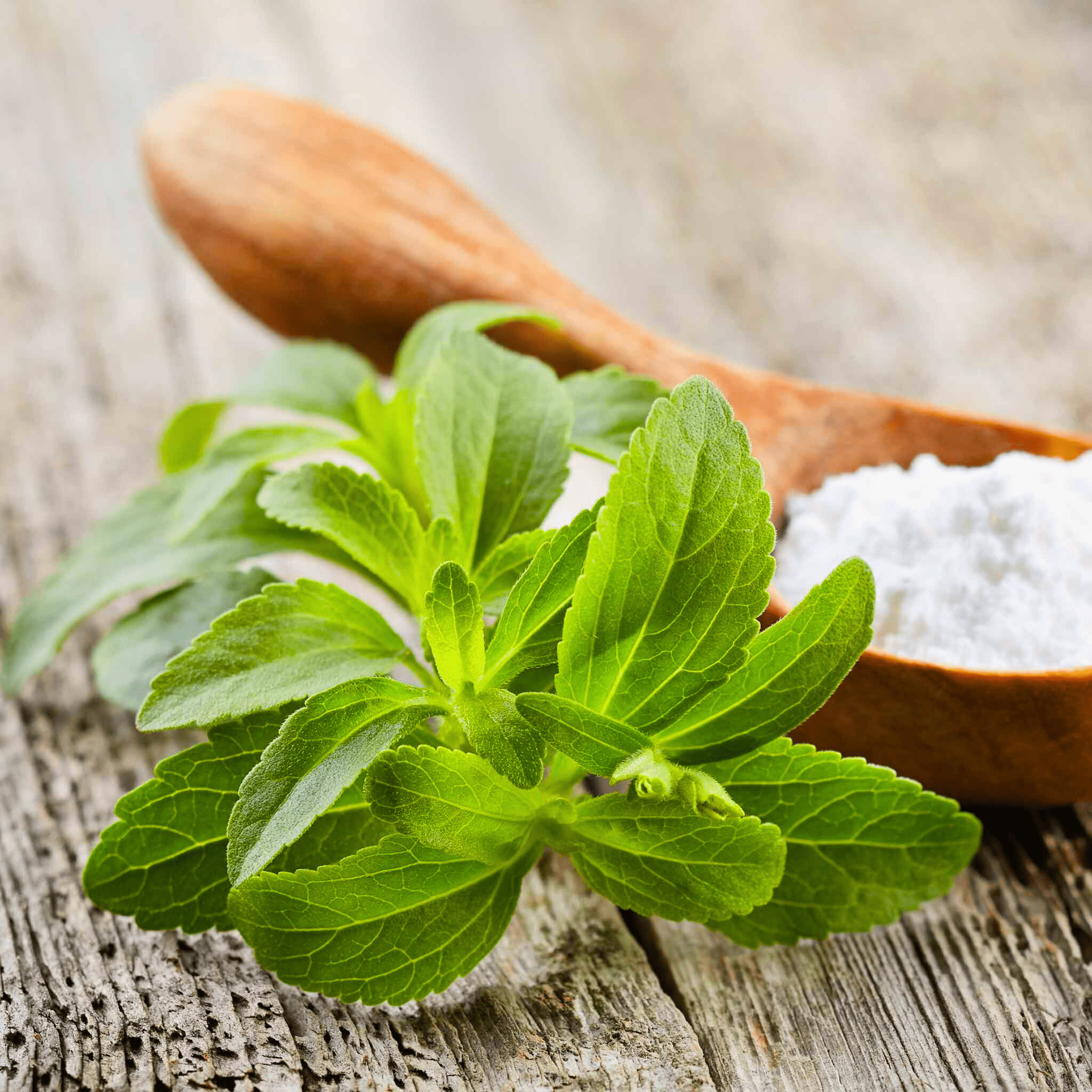 Candy Leaf (Stevia rebaudiana) Medicinal Live Plant