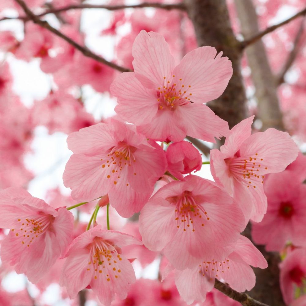 Cherry Blossom (Prunus serrulata) Rare Live Plant
