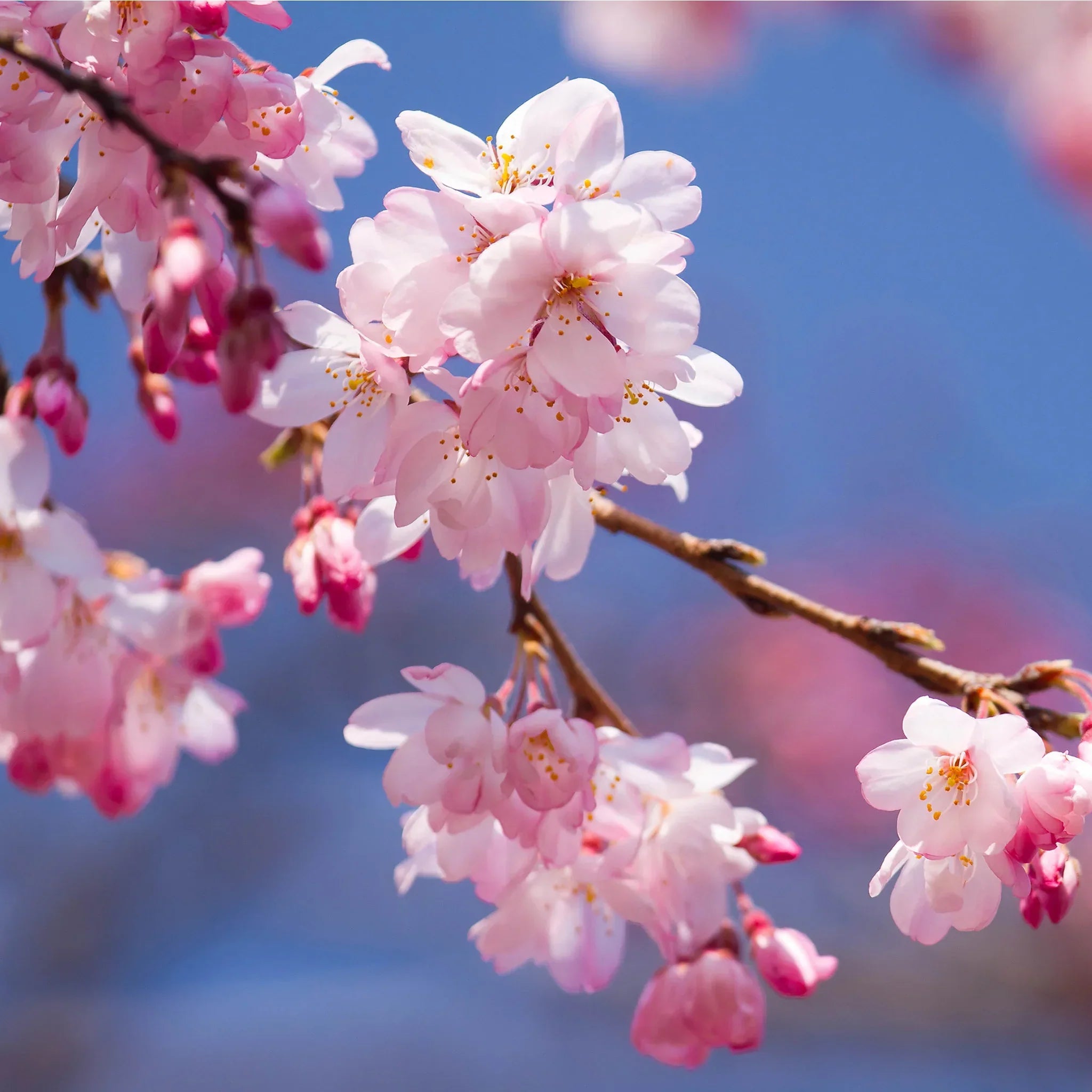 Cherry Blossom (Prunus serrulata) Rare Live Plant