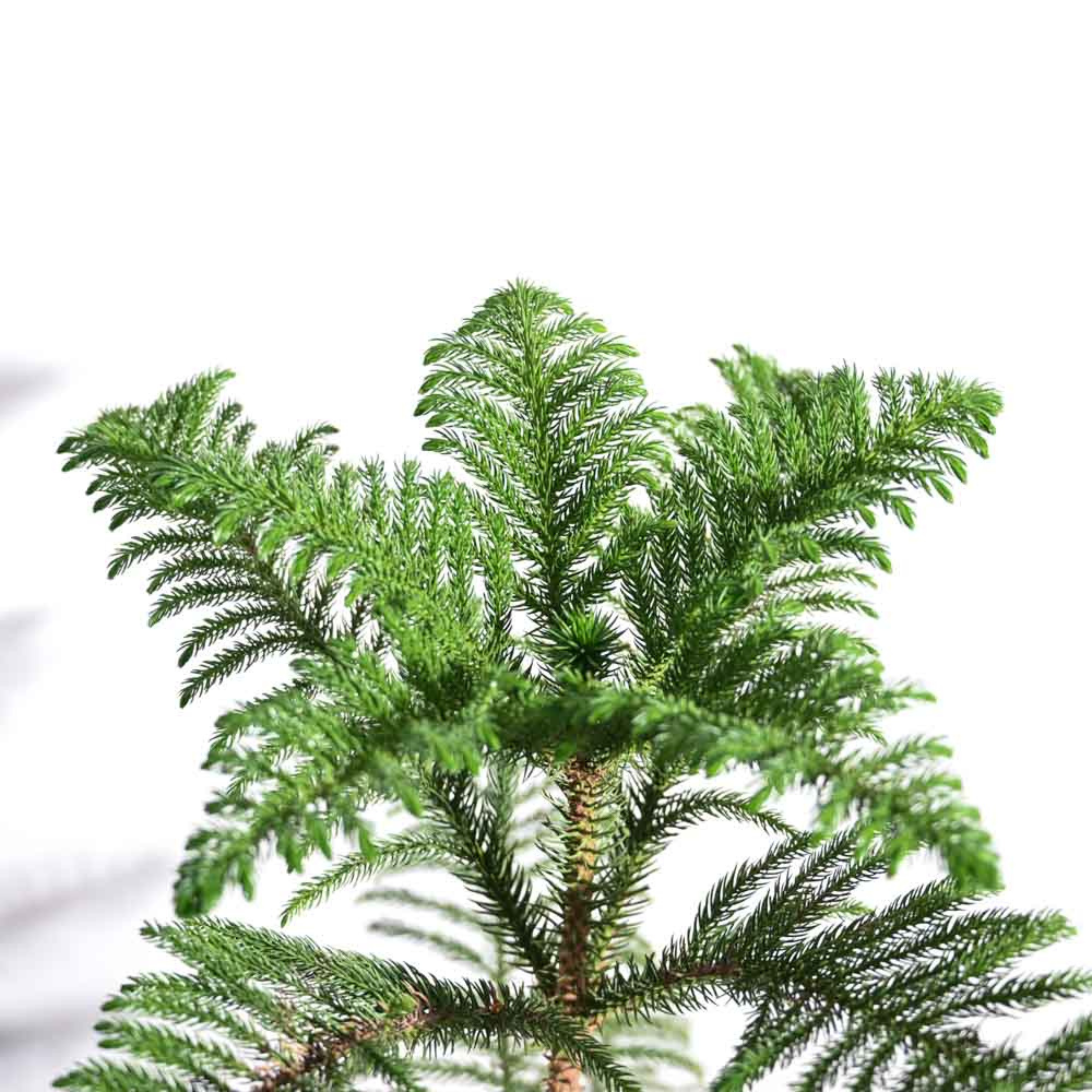 Christmas Tree (Araucaria columnaris) Ornamental Live Plant