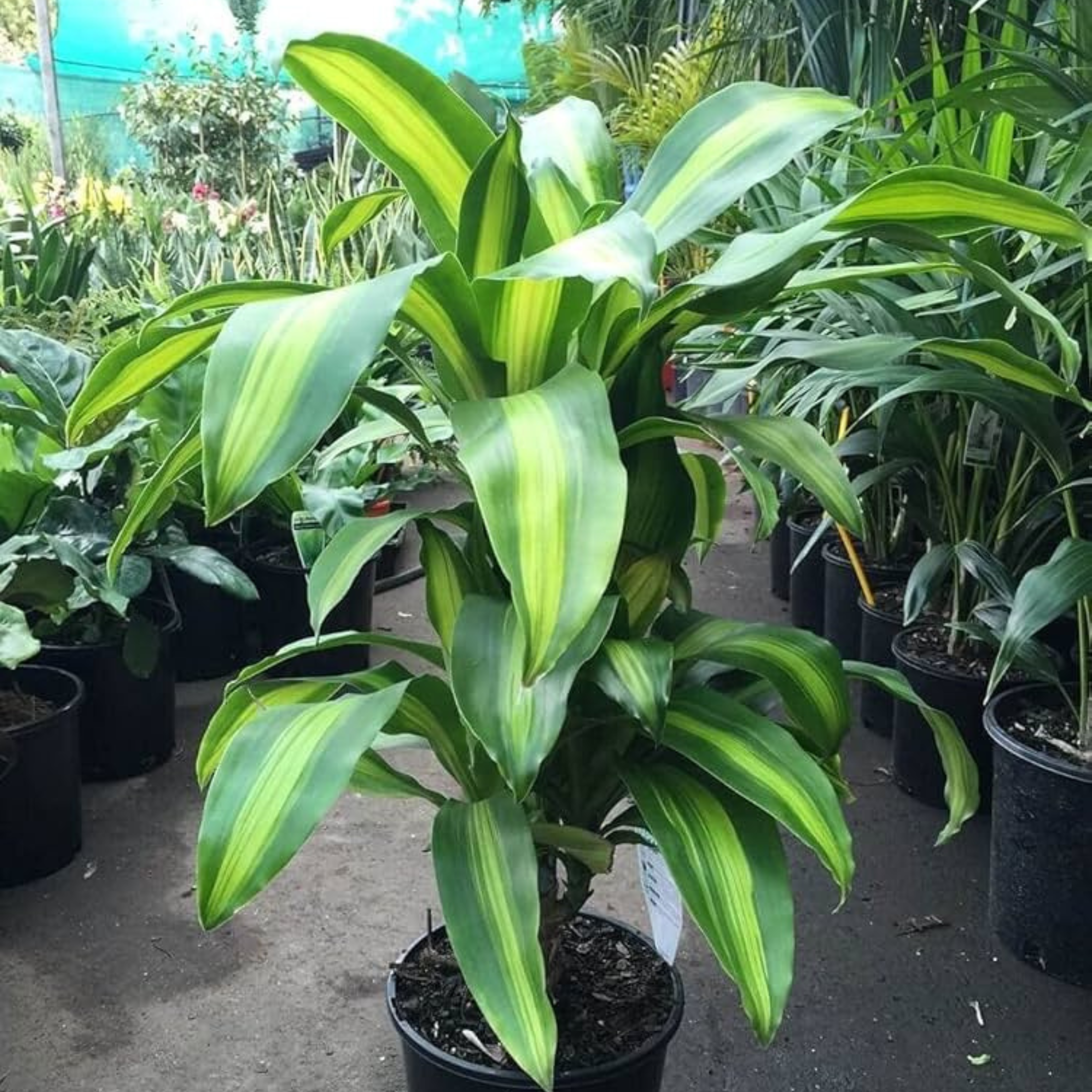 Corn Plant (Dracaena fragrans 'Massangeana') Indoor / Outdoor Live Plant