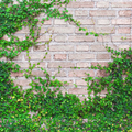 Creeping Fig (Ficus Pumila) Ornamental Live Plant